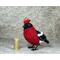 For size comparison, bird stands beside wine cork